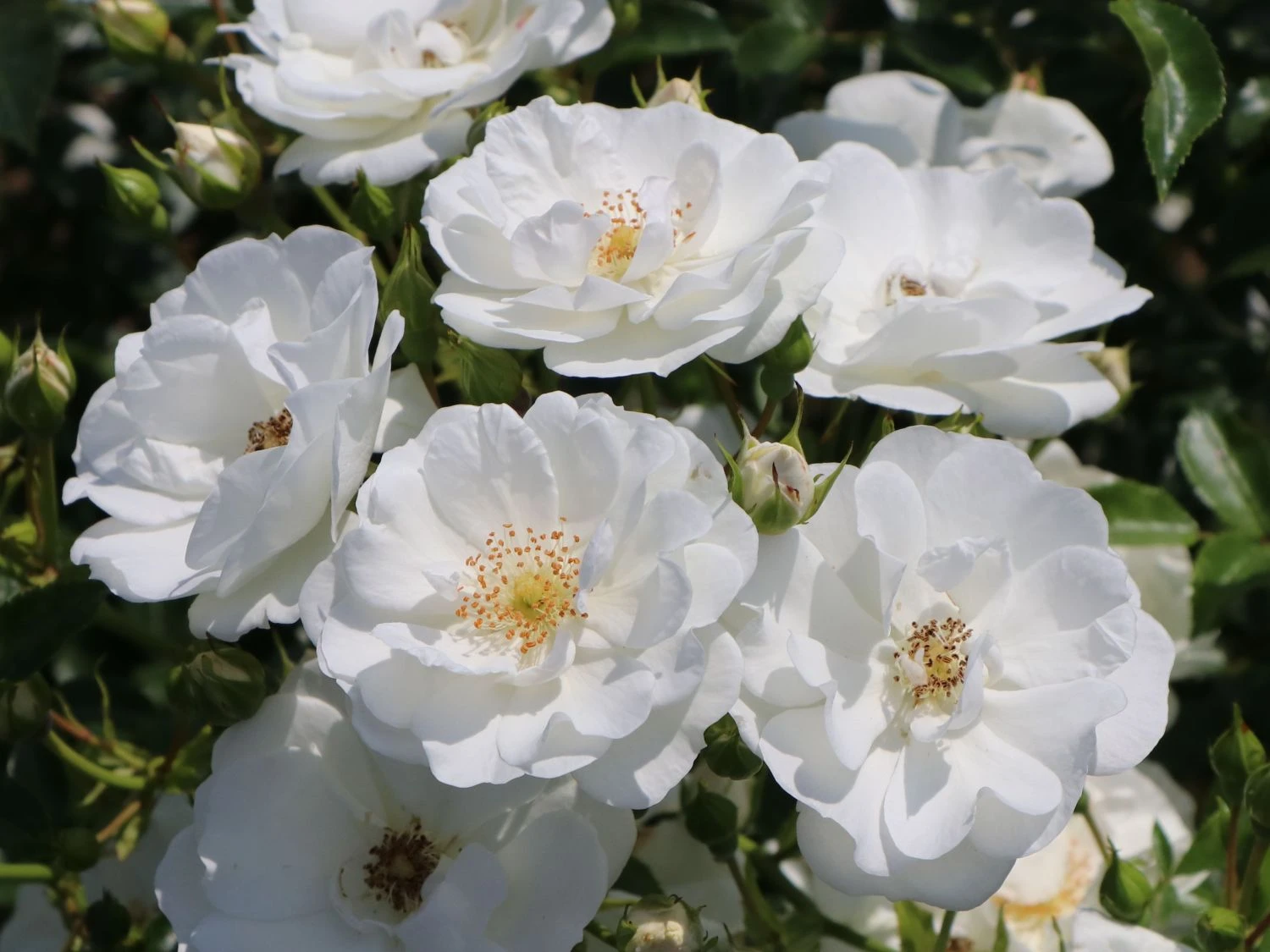 Bodendecker-Rose 'Innocencia' ® 13 Bodendecker-Rose 'Innocencia' ® – Bild 13