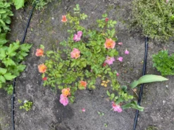 Bodendecker-Rose 'Jazz' ® -Deutschland Garten Funk Verkaufs-Shop bodendecker rose jazz m054323 1304243 0