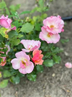 Bodendecker-Rose 'Jazz' ® -Deutschland Garten Funk Verkaufs-Shop bodendecker rose jazz m054323 1304243 1