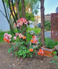 Bodendecker-Rose 'Jazz' ® -Deutschland Garten Funk Verkaufs-Shop bodendecker rose jazz m054323 1322377 0