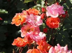 Bodendecker-Rose 'Jazz' ® -Deutschland Garten Funk Verkaufs-Shop bodendecker rose jazz m054323 w 0