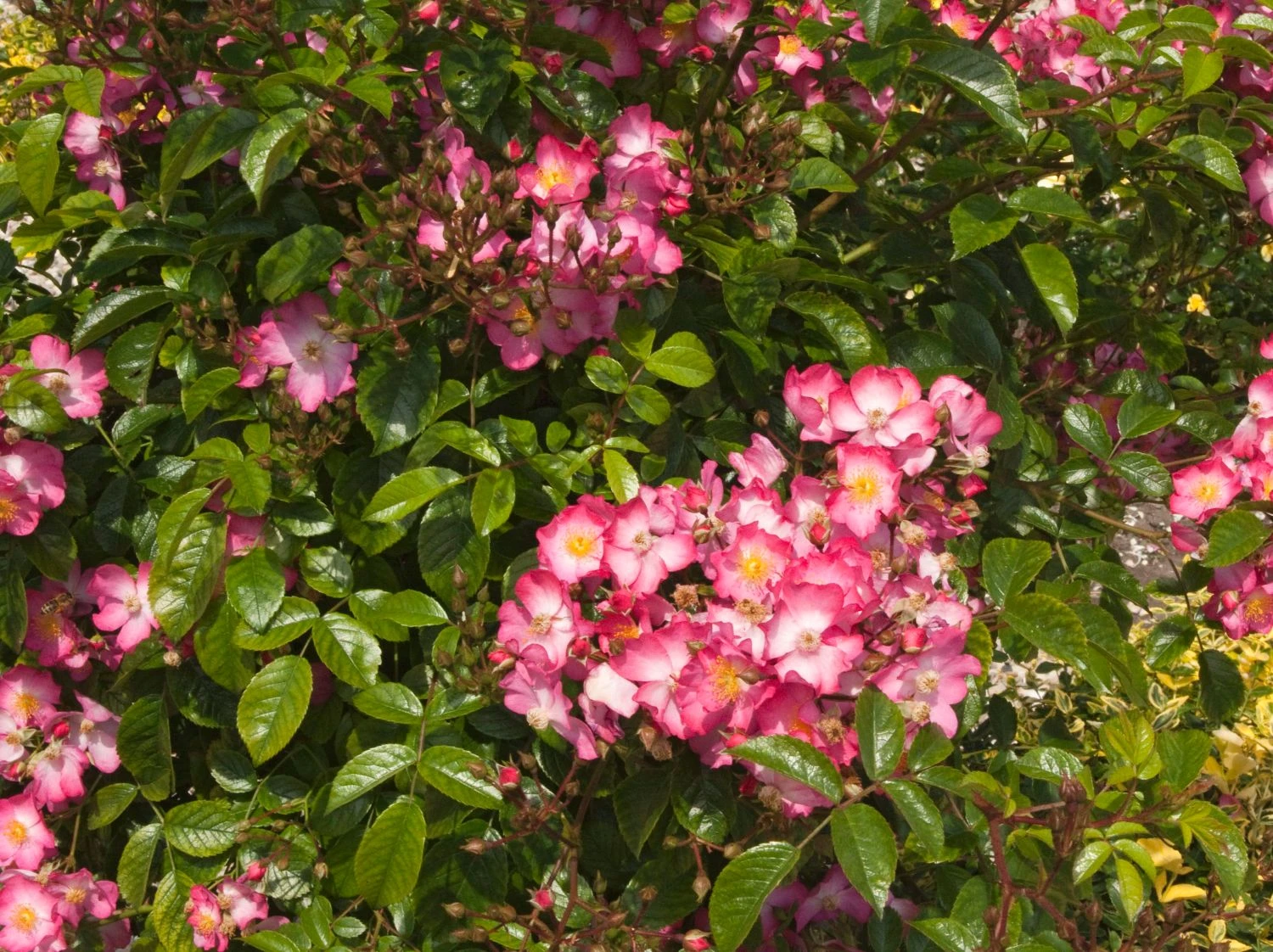 Bodendecker-Rose 'Juanita' ® 2 Bodendecker-Rose 'Juanita' ® – Bild 2