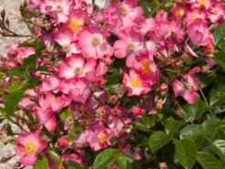 Bodendecker-Rose 'Juanita' ® 7 Bodendecker-Rose 'Juanita' ® -Deutschland Garten Funk Verkaufs-Shop bodendecker rose juanita m043060 w 1