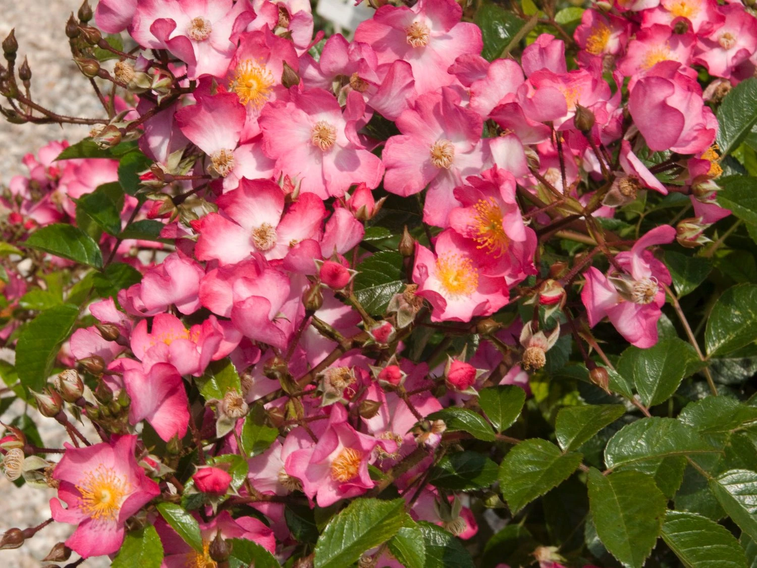 Bodendecker-Rose 'Juanita' ® 4 Bodendecker-Rose 'Juanita' ® – Bild 4