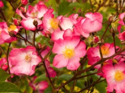 Bodendecker-Rose 'Juanita' ® 6 Bodendecker-Rose 'Juanita' ® -Deutschland Garten Funk Verkaufs-Shop bodendecker rose juanita m043060 w 2