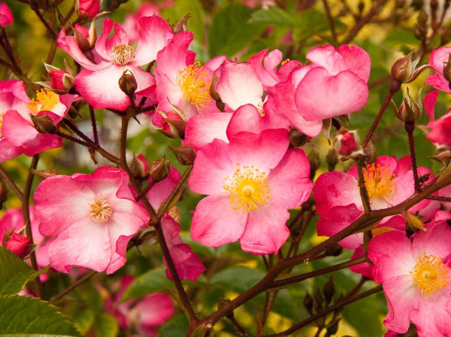 Bodendecker-Rose 'Juanita' ® 3 Bodendecker-Rose 'Juanita' ® – Bild 3