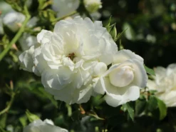 Bodendecker-Rose 'Kastelruther Spatzen' 14 Bodendecker-Rose 'Kastelruther Spatzen' -Deutschland Garten Funk Verkaufs-Shop bodendecker rose kastelruther spatzen m056426 w 1