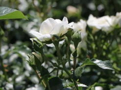 Bodendecker-Rose 'Kastelruther Spatzen' 11 Bodendecker-Rose 'Kastelruther Spatzen' -Deutschland Garten Funk Verkaufs-Shop bodendecker rose kastelruther spatzen rose m056426 w 1