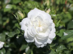 Bodendecker-Rose 'Kastelruther Spatzen' 13 Bodendecker-Rose 'Kastelruther Spatzen' -Deutschland Garten Funk Verkaufs-Shop bodendecker rose kastelruther spatzen rose m056426 w 3