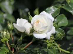 Bodendecker-Rose 'Kastelruther Spatzen' 12 Bodendecker-Rose 'Kastelruther Spatzen' -Deutschland Garten Funk Verkaufs-Shop bodendecker rose kastelruther spatzen rose m056426 w 4