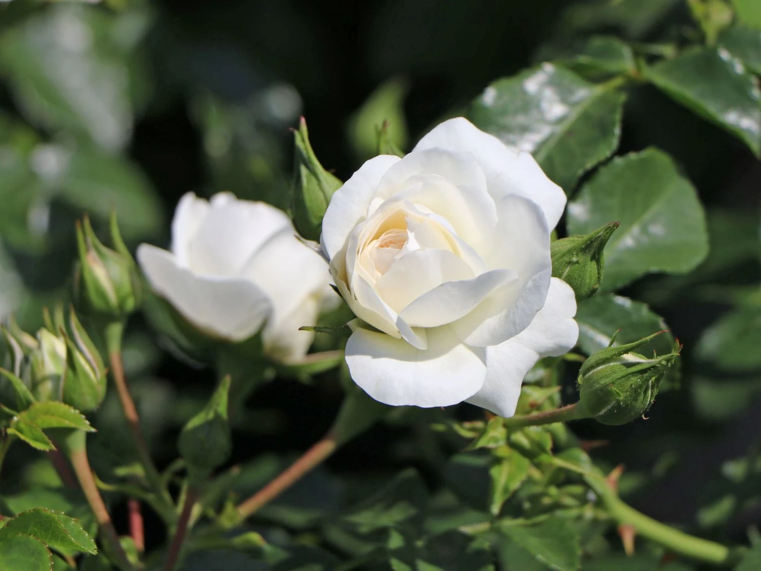 Bodendecker-Rose 'Kastelruther Spatzen' 5 Bodendecker-Rose 'Kastelruther Spatzen' – Bild 5