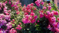 Bodendecker-Rose 'Knirps' ® 24 Bodendecker-Rose 'Knirps' ® -Deutschland Garten Funk Verkaufs-Shop bodendecker rose knirps m002624 1355859 0