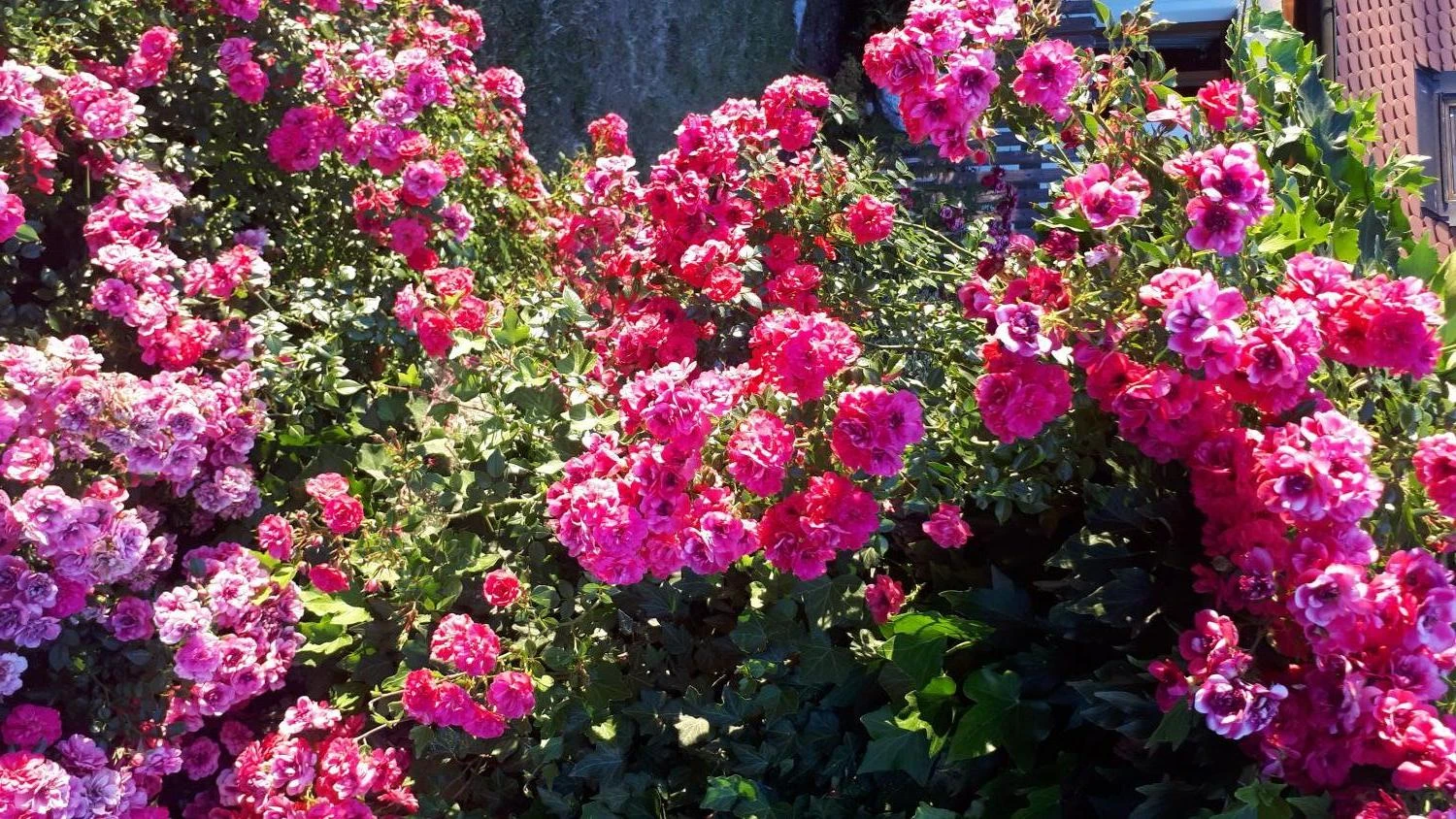 Bodendecker-Rose 'Knirps' ® 11 Bodendecker-Rose 'Knirps' ® – Bild 11