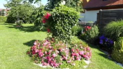 Bodendecker-Rose 'Knirps' ® 23 Bodendecker-Rose 'Knirps' ® -Deutschland Garten Funk Verkaufs-Shop bodendecker rose knirps m002624 1355859 1