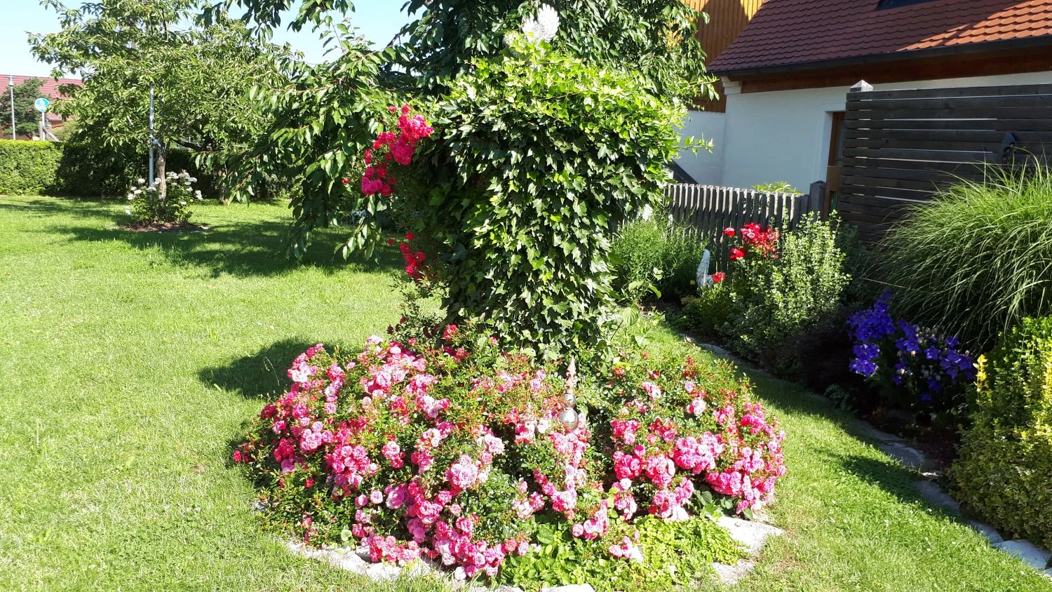 Bodendecker-Rose 'Knirps' ® 10 Bodendecker-Rose 'Knirps' ® – Bild 10