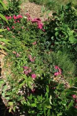 Bodendecker-Rose 'Knirps' ® 25 Bodendecker-Rose 'Knirps' ® -Deutschland Garten Funk Verkaufs-Shop bodendecker rose knirps m002624 141412 0