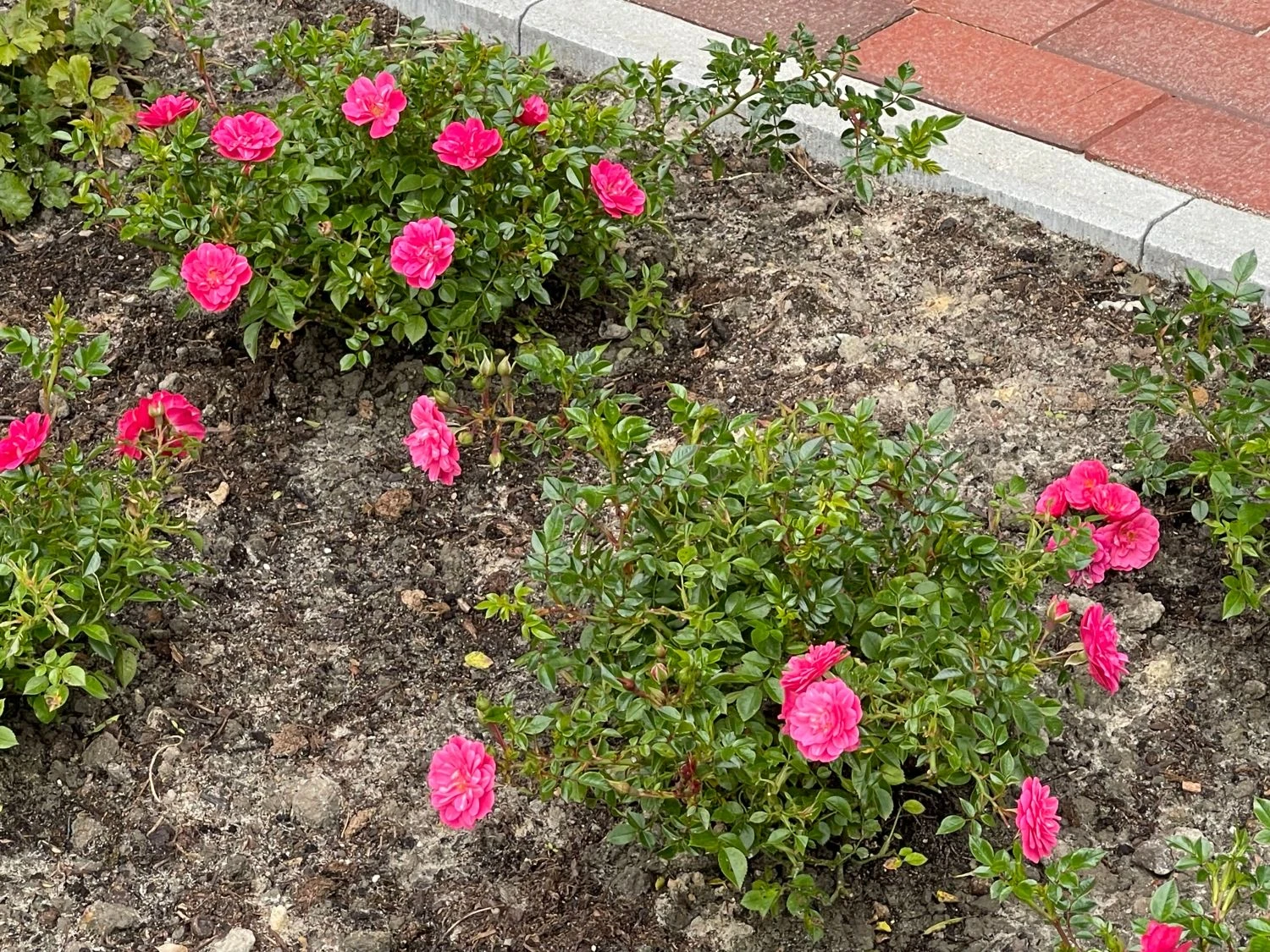 Bodendecker-Rose 'Knirps' ® 8 Bodendecker-Rose 'Knirps' ® – Bild 8