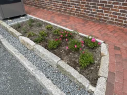 Bodendecker-Rose 'Knirps' ® 20 Bodendecker-Rose 'Knirps' ® -Deutschland Garten Funk Verkaufs-Shop bodendecker rose knirps m002624 1574981 1