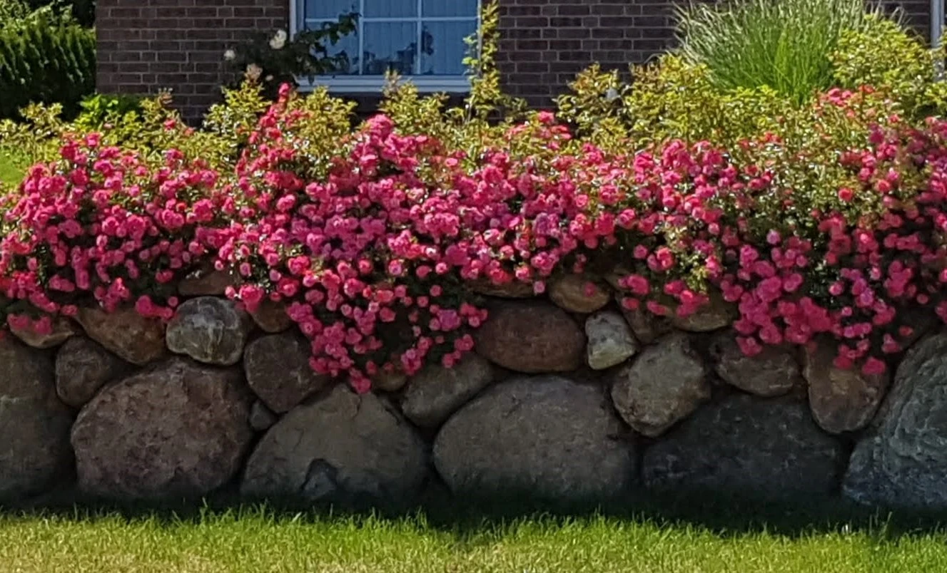 Bodendecker-Rose 'Knirps' ® 9 Bodendecker-Rose 'Knirps' ® – Bild 9