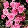Bodendecker-Rose 'Knirps' ®