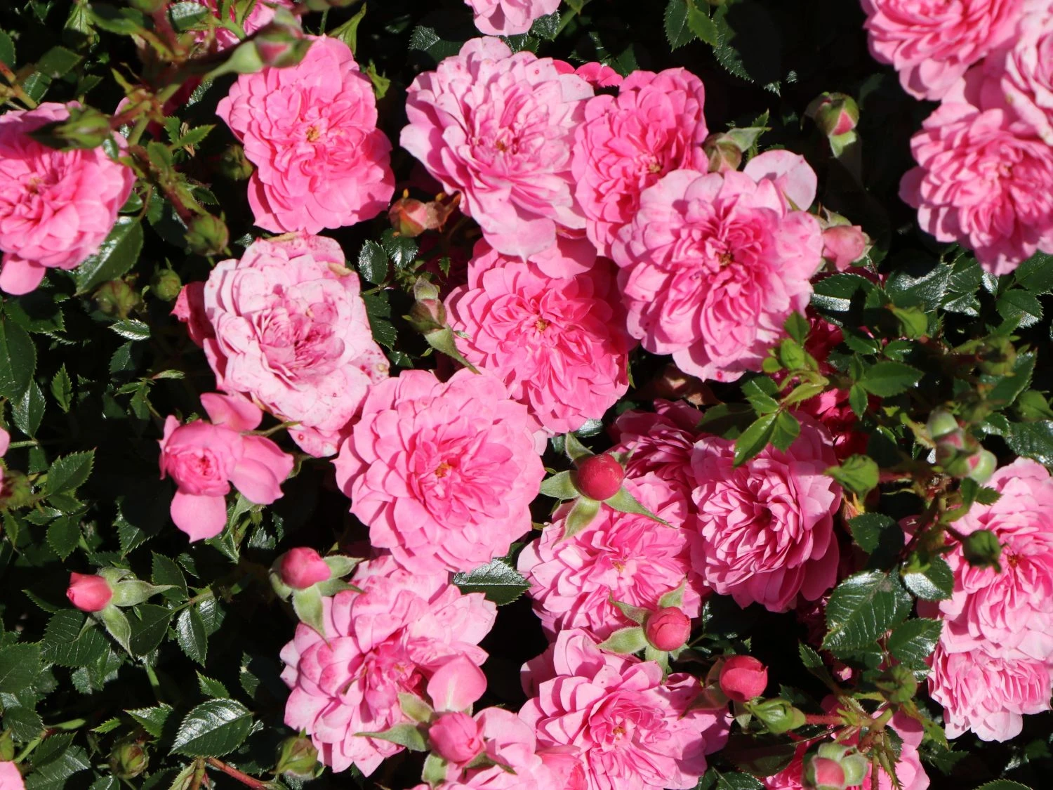 Bodendecker-Rose 'Knirps' ® 1 Bodendecker-Rose 'Knirps' ®