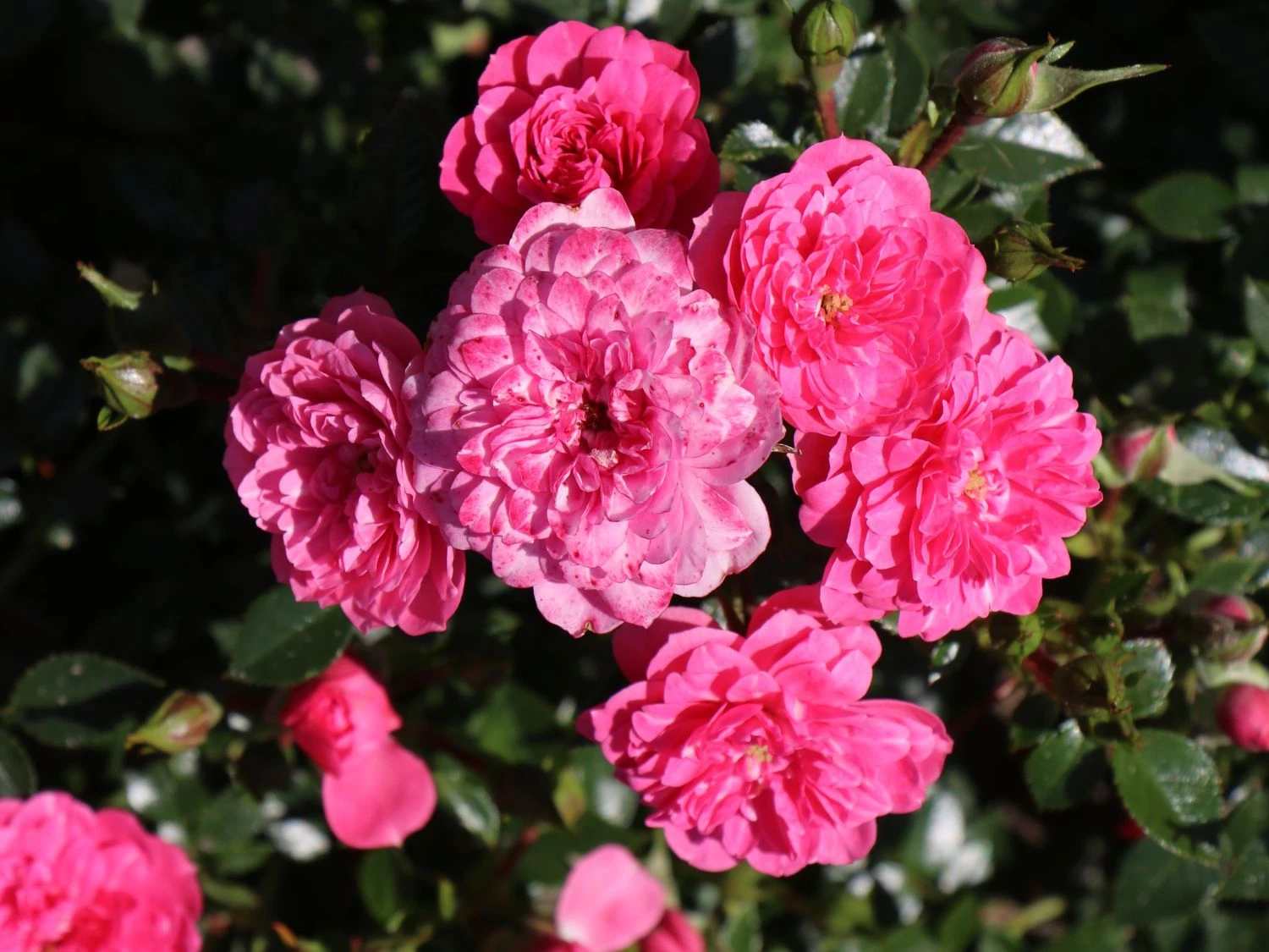 Bodendecker-Rose 'Knirps' ® 2 Bodendecker-Rose 'Knirps' ® – Bild 2