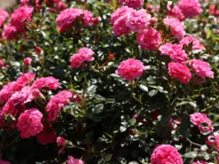 Bodendecker-Rose 'Knirps' ® 17 Bodendecker-Rose 'Knirps' ® -Deutschland Garten Funk Verkaufs-Shop bodendecker rose knirps m002624 w 1