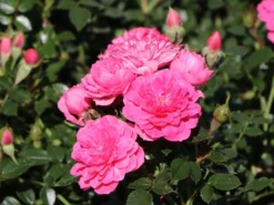Bodendecker-Rose 'Knirps' ® 16 Bodendecker-Rose 'Knirps' ® -Deutschland Garten Funk Verkaufs-Shop bodendecker rose knirps m002624 w 2