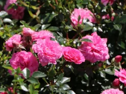 Bodendecker-Rose 'Knirps' ® 18 Bodendecker-Rose 'Knirps' ® -Deutschland Garten Funk Verkaufs-Shop bodendecker rose knirps m002624 w 4