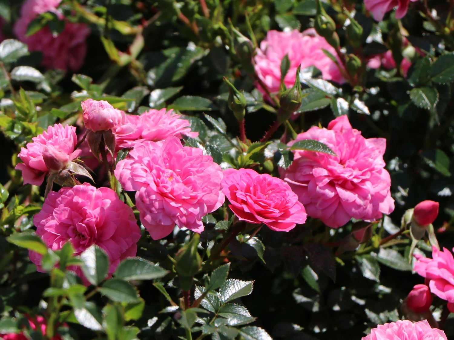 Bodendecker-Rose 'Knirps' ® 5 Bodendecker-Rose 'Knirps' ® – Bild 5