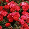 Bodendecker-Rose 'Limesglut' ®