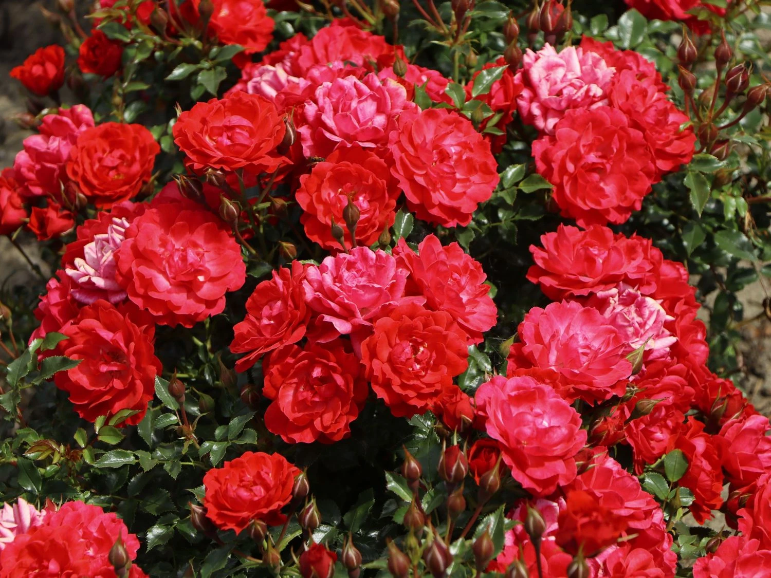 Bodendecker-Rose 'Limesglut' ® 1 Bodendecker-Rose 'Limesglut' ®