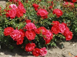 Bodendecker-Rose 'Limesglut' ® 12 Bodendecker-Rose 'Limesglut' ® -Deutschland Garten Funk Verkaufs-Shop bodendecker rose limesglut m056214 w 0