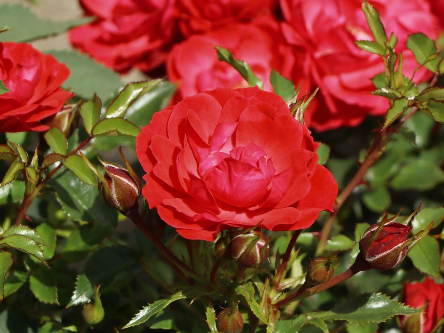 Bodendecker-Rose 'Limesglut' ® 4 Bodendecker-Rose 'Limesglut' ® – Bild 4