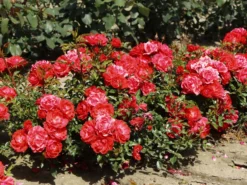 Bodendecker-Rose 'Limesglut' ® 19 Bodendecker-Rose 'Limesglut' ® -Deutschland Garten Funk Verkaufs-Shop bodendecker rose limesglut m056214 w 2