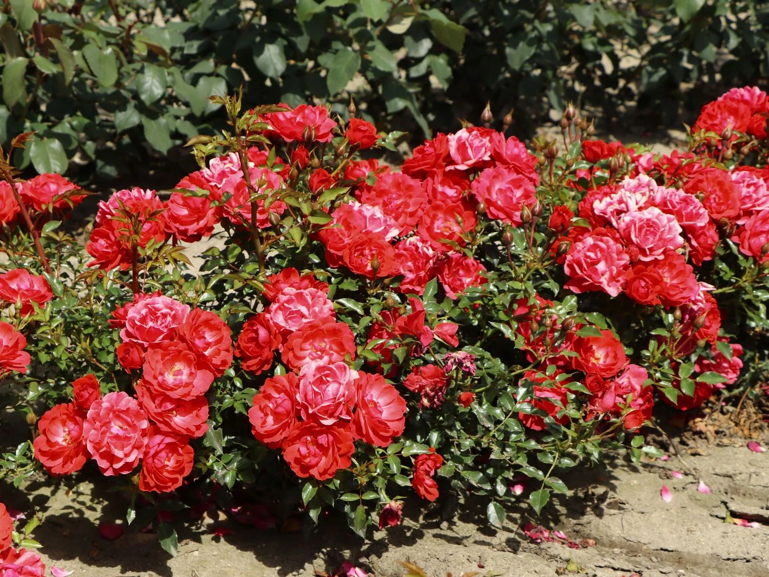 Bodendecker-Rose 'Limesglut' ® 10 Bodendecker-Rose 'Limesglut' ® – Bild 10
