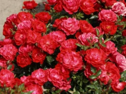 Bodendecker-Rose 'Limesglut' ® 17 Bodendecker-Rose 'Limesglut' ® -Deutschland Garten Funk Verkaufs-Shop bodendecker rose limesglut m056214 w 3