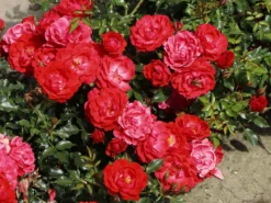 Bodendecker-Rose 'Limesglut' ® 14 Bodendecker-Rose 'Limesglut' ® -Deutschland Garten Funk Verkaufs-Shop bodendecker rose limesglut m056214 w 4