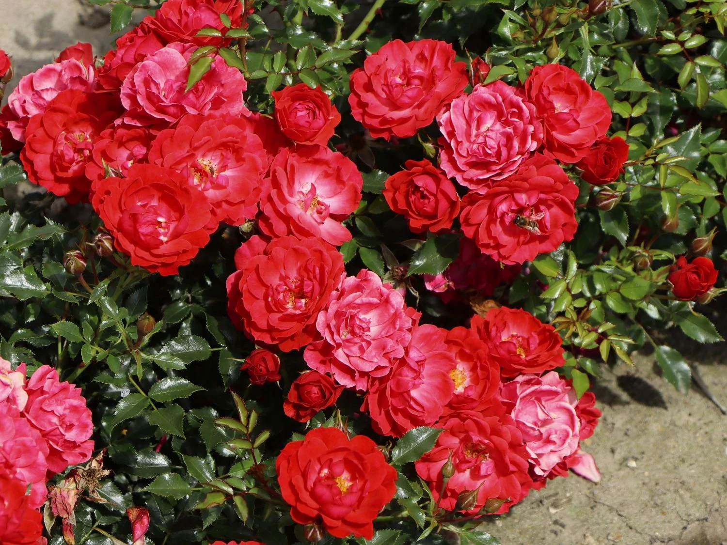 Bodendecker-Rose 'Limesglut' ® 5 Bodendecker-Rose 'Limesglut' ® – Bild 5