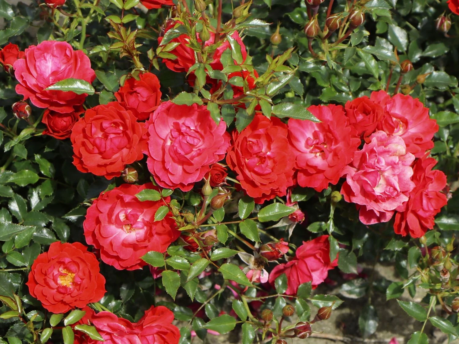 Bodendecker-Rose 'Limesglut' ® 6 Bodendecker-Rose 'Limesglut' ® – Bild 6