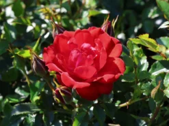 Bodendecker-Rose 'Limesglut' ® 18 Bodendecker-Rose 'Limesglut' ® -Deutschland Garten Funk Verkaufs-Shop bodendecker rose limesglut m056214 w 6