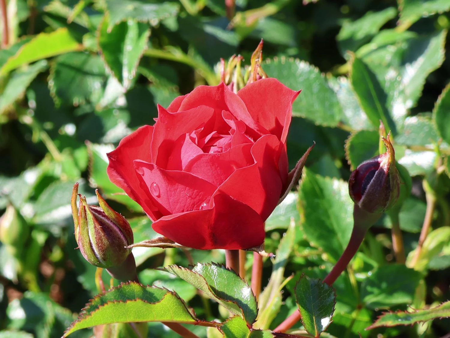 Bodendecker-Rose 'Limesglut' ® 2 Bodendecker-Rose 'Limesglut' ® – Bild 2