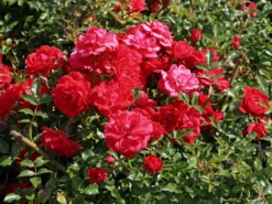 Bodendecker-Rose 'Limesglut' ® 16 Bodendecker-Rose 'Limesglut' ® -Deutschland Garten Funk Verkaufs-Shop bodendecker rose limesglut m056214 w 8