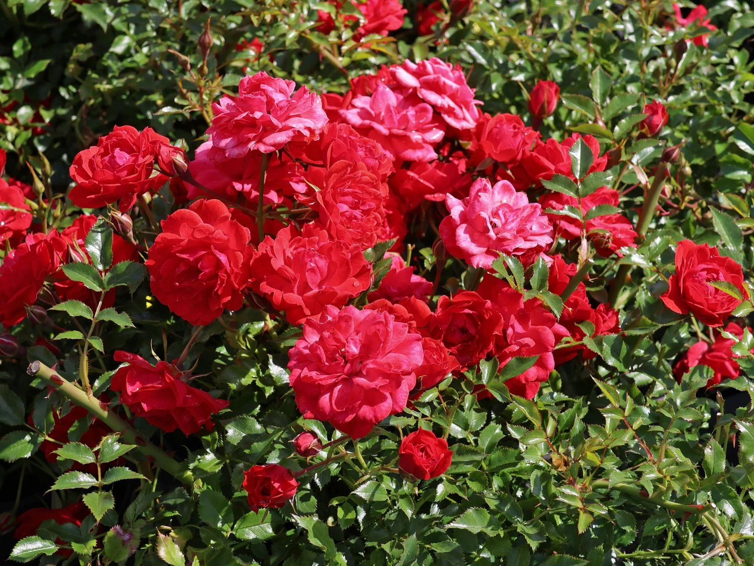Bodendecker-Rose 'Limesglut' ® 7 Bodendecker-Rose 'Limesglut' ® – Bild 7
