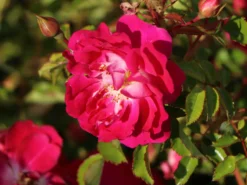 Bodendecker-Rose 'Lipstick'