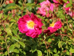 Bodendecker-Rose 'Lipstick' -Deutschland Garten Funk Verkaufs-Shop bodendecker rose lipstick m092755 w 0
