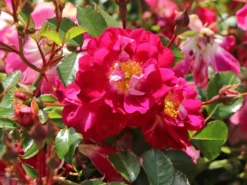 Bodendecker-Rose 'Lipstick' -Deutschland Garten Funk Verkaufs-Shop bodendecker rose lipstick m092755 w 1