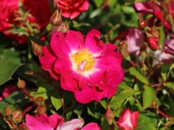 Bodendecker-Rose 'Lipstick' -Deutschland Garten Funk Verkaufs-Shop bodendecker rose lipstick m092755 w 3