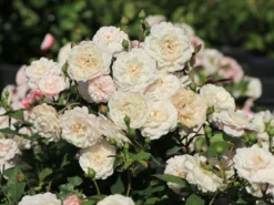 Bodendecker-Rose 'Little White Pet'