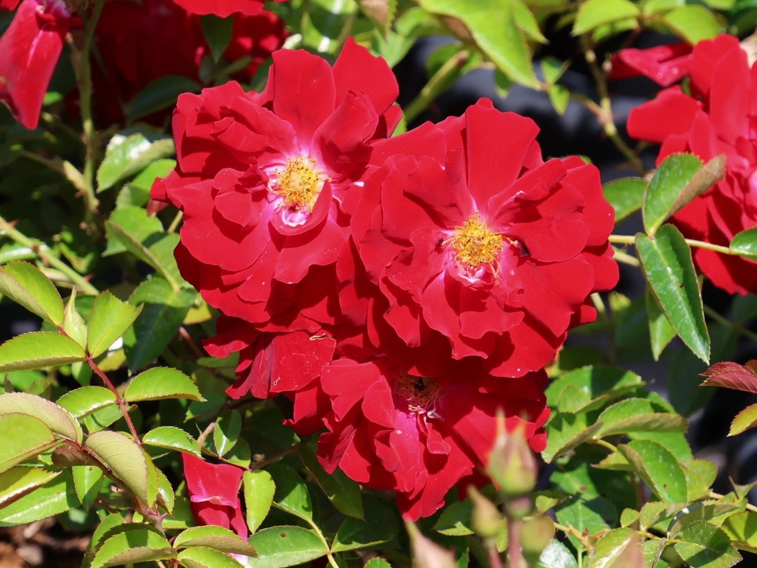 Bodendecker-Rose 'Mainaufeuer' ® 1 Bodendecker-Rose 'Mainaufeuer' ®